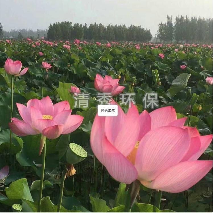 荷花苗種植各方面的要求有哪些？